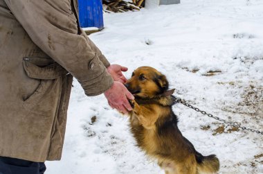 İnsan, karda köpeğin ellerini çeker.