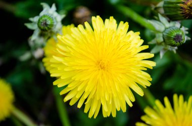 Sarı karahindiba arka planı, tasarım için hazır.