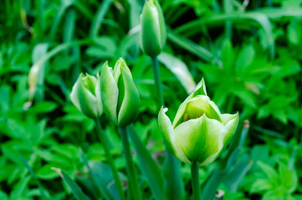 Background Green Tulip Layout Ready Design — Stock Photo, Image