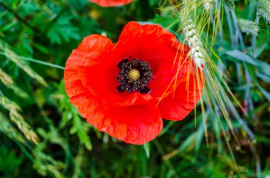 Buğdaylı tarlada haşhaş çiçekleri
