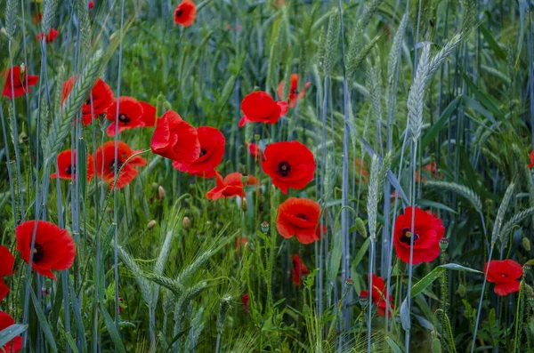 Fiori Papavero Campo Con Grano — Foto Stock