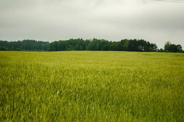 Пшеничний Польовий Пейзаж Біля Лісу — стокове фото