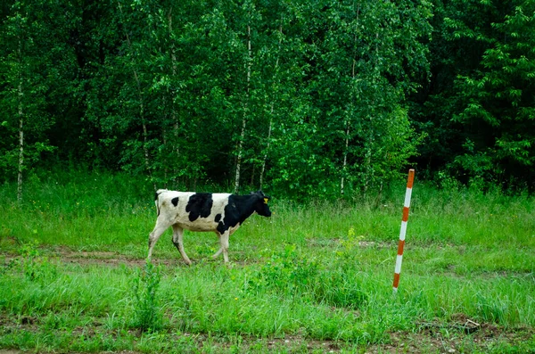 Коровы Пастбище Бегут Дороге Пастухов — стоковое фото