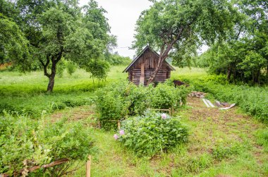 Köydeki kuşüzümü çalıları yazlık evlerinde.