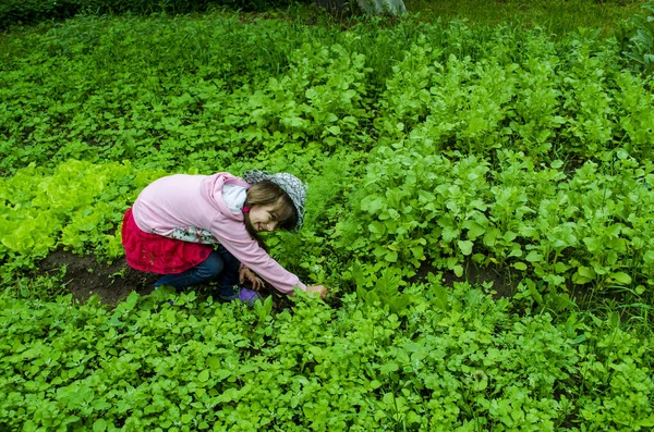 小女孩给花园浇水 — 图库照片