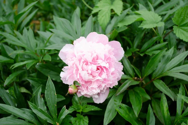 Peony Flower Village Garden — Stock Photo, Image