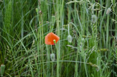 Buğday tarlasında haşhaş çiçeği
