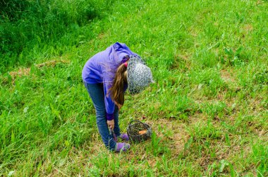 Çam ormanında mantar toplayan küçük bir kız.