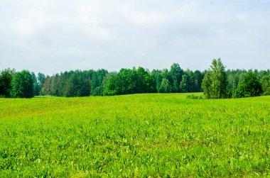Yazın tepeler ve ormanlar olan manzara alanı