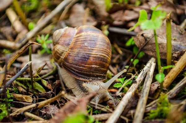 Snail Crawling Ground Summer Cottage — Stock Photo, Image