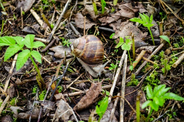 Snail Crawling Ground Summer Cottage — Stock Photo, Image