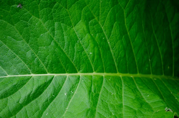 tobacco leaf structure, background from large green burdock