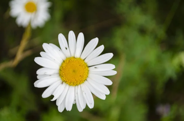 stock image chamomile flower in the meadow in summer