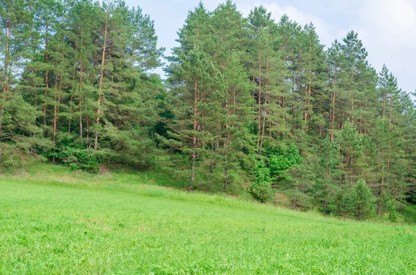 Пейзажне Поле Пагорбами Лісами Влітку — стокове фото