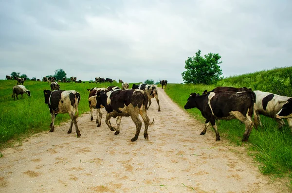 Коровы Пастбище Бегут Дороге Пастухов — стоковое фото