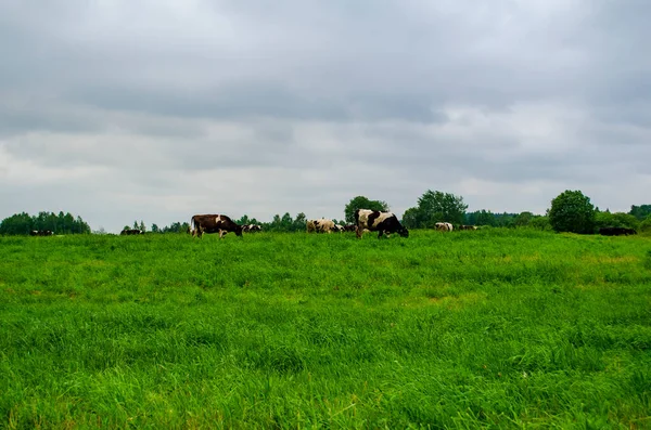 Kühe Auf Der Weide Und Auf Der Straße Vor Den — Stockfoto