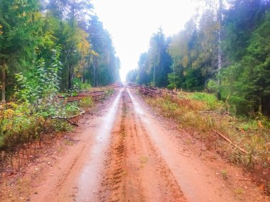 Odak arkaplanı dışında, sisli orman yolu