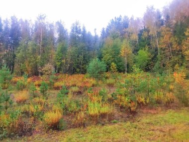 Odaklanmamış arka plan, çam ağaçlarının ormanlık alanı.