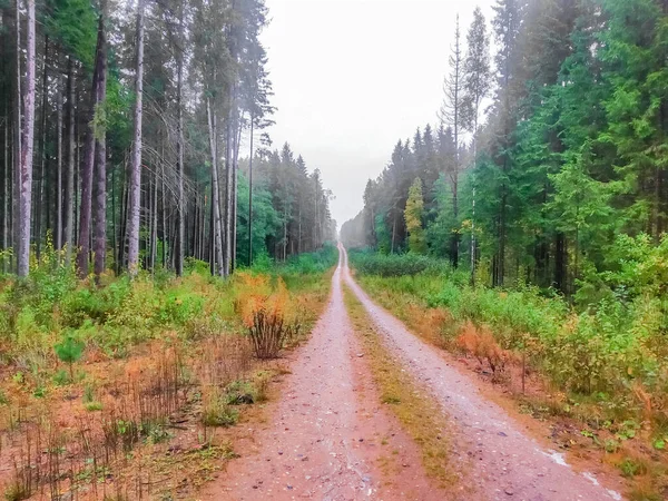 Несфокусированный Фон Копающая Дорога Лесу Высоко Гору Тумане — стоковое фото