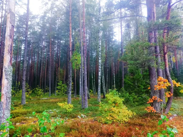 Несфокусированный Фон Сосновый Лес — стоковое фото