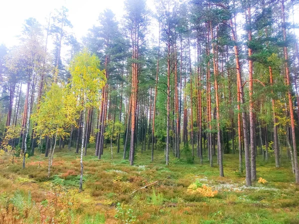 Nieostre Tło Lasy Sosen — Zdjęcie stockowe