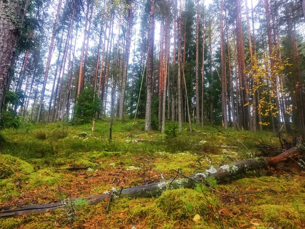 Несфокусированный Фон Сосновый Лес — стоковое фото