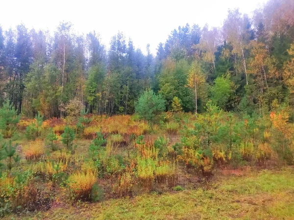 Unfocused Background Woodland Pine Trees — Stock Photo, Image