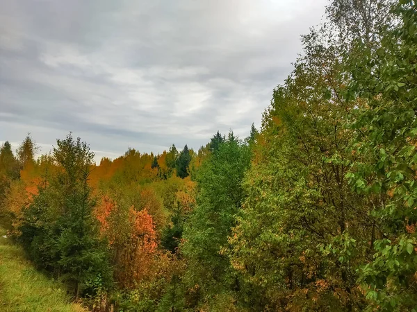Unfocused Background Woodland Pine Trees — Stock Photo, Image