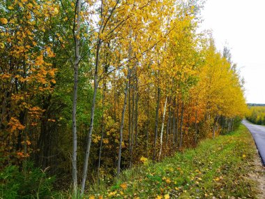Odaklanmamış arka plan, çam ağaçlarının ormanlık alanı.