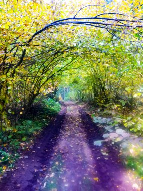 Odaklanmamış arka plan, sisli orman yolu