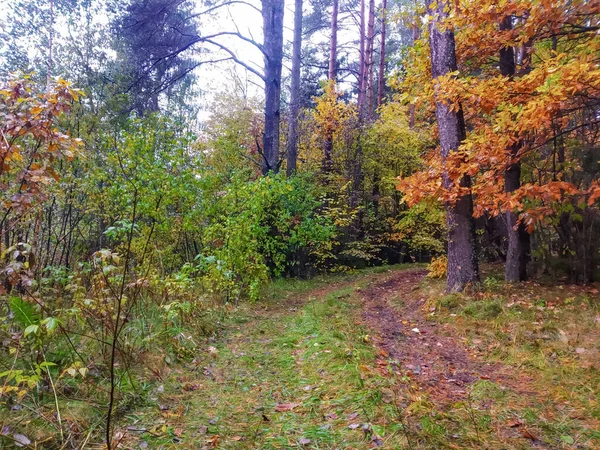 Ongeconcentreerde Achtergrond Bos Van Dennenbomen — Stockfoto