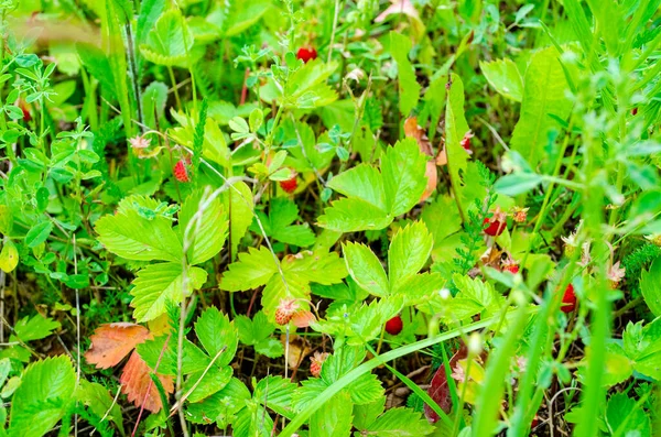 Fraises Dans Les Champs Fraises — Photo