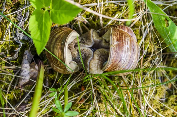 Two Snails Meadow Green Grass — Stock Photo, Image
