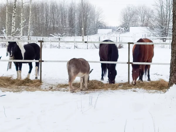 Лошади Загоне Снежных Заносах Зимой — стоковое фото