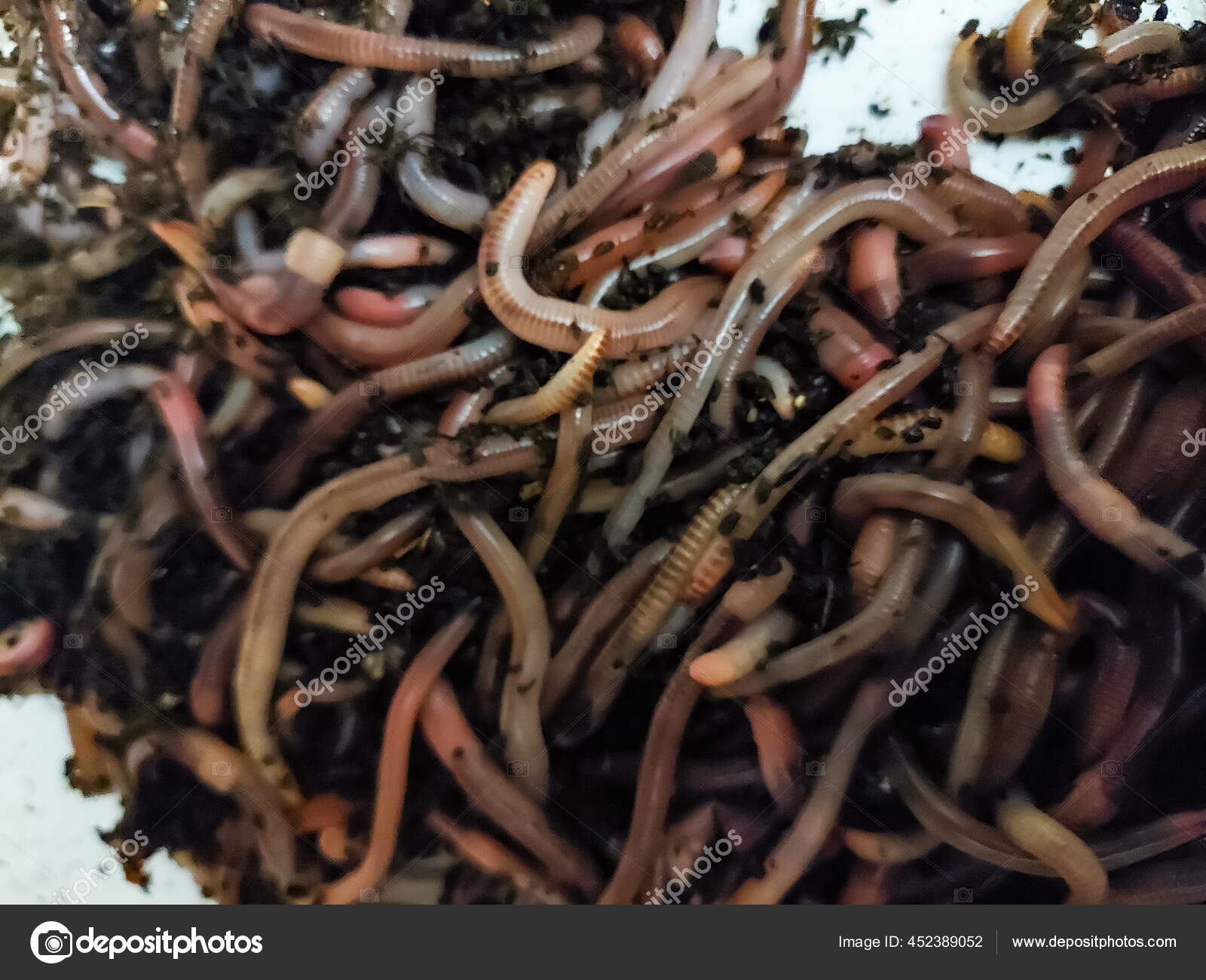 Fishing Worms Best Bait Peaceful Fish Stock Photo by ©cergeq 452389052