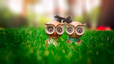 Çimlerin üzerindeki güzel baykuş bebekleri