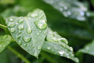 Su damlaları yeşil yapraklara düşer