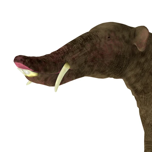 Голова млекопитающего платибелодона — стоковое фото
