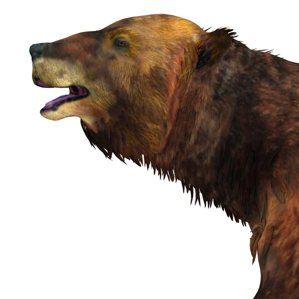 Fej Megatherium lajhár — Stock Fotó