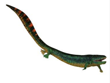 Eogyrinus Tetrapod yan profili