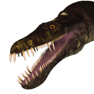 Nothosaurus dinozor kafası