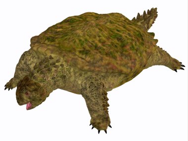 Proganochelys kaplumbağa vücut