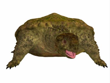Proganochelys kaplumbağa üzerinde beyaz