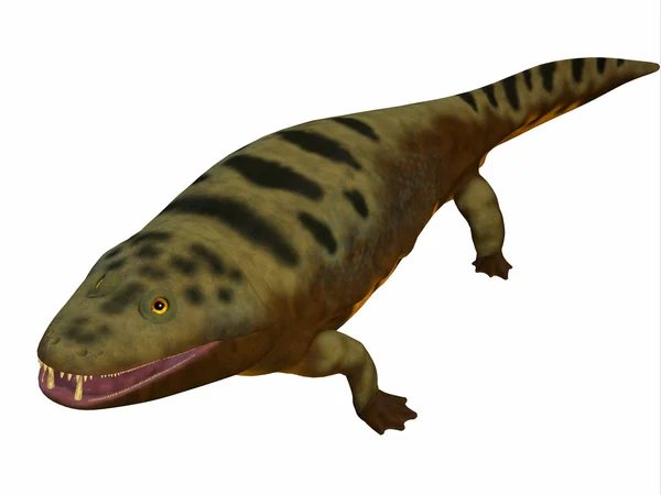 Mastodonsaurus Amphibian Body — Stock Photo, Image