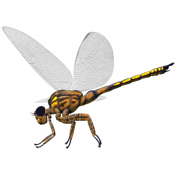 Meganeura Dragonfly Side profil - Stock-foto