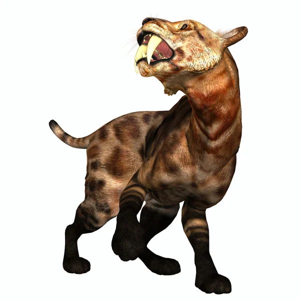 Saber-tooth Cat on White — Stock Photo, Image