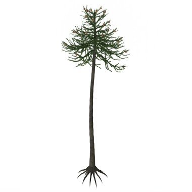 Araucaria Maymun Puzzle Ağacı