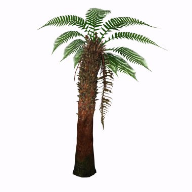 Dicksonia Antarktika Ağacı