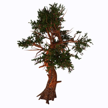 Pinus aristata Ağacı