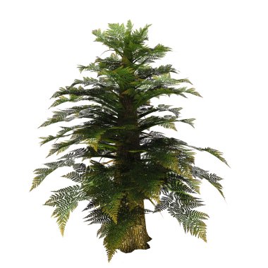 Kretase Tempskya Ağacı